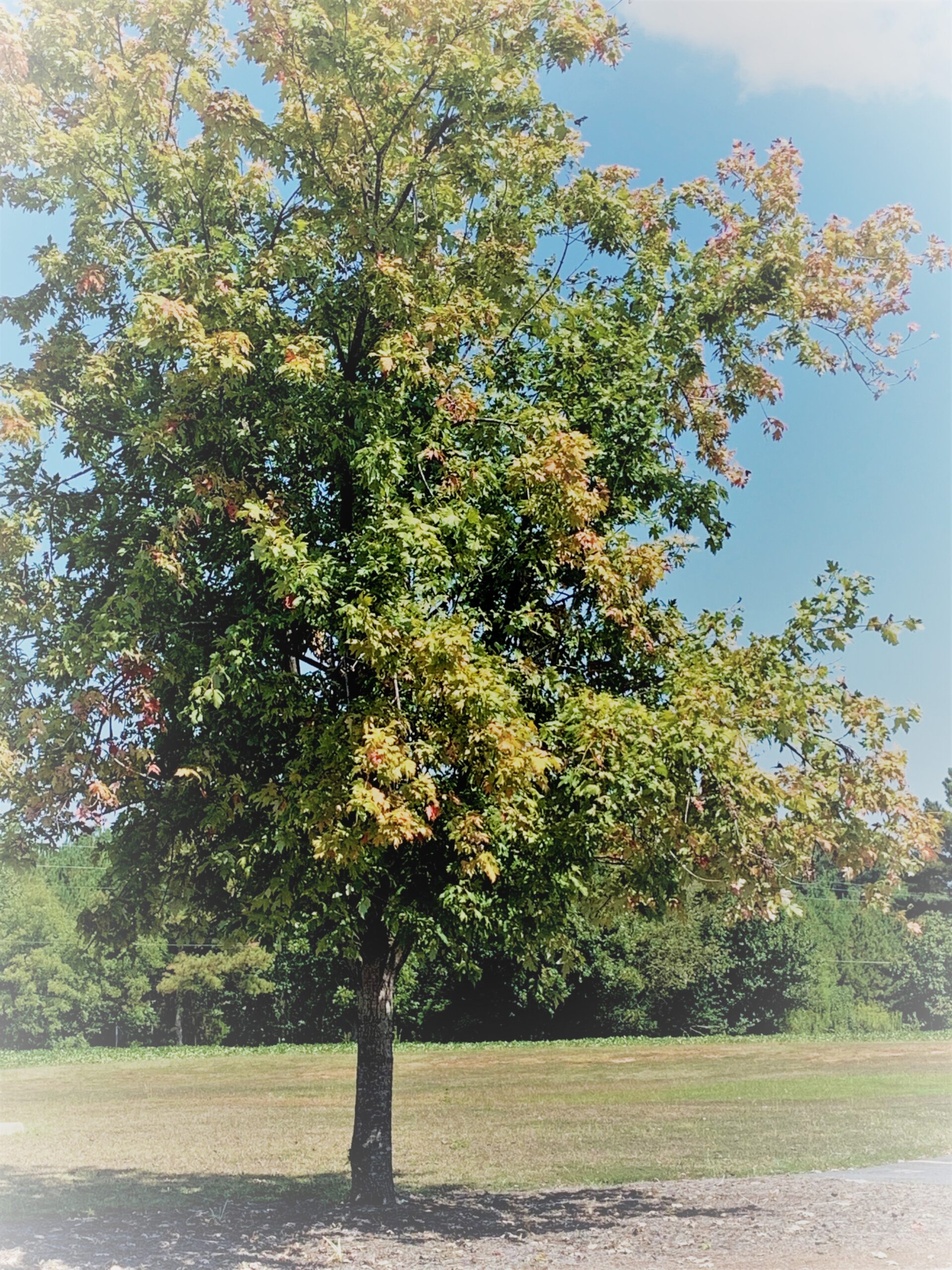 The oak tree on the grounds at Oakland Baptist Church